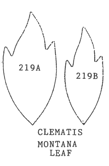 Clematis  Montana Leaf Framar cutter 219S